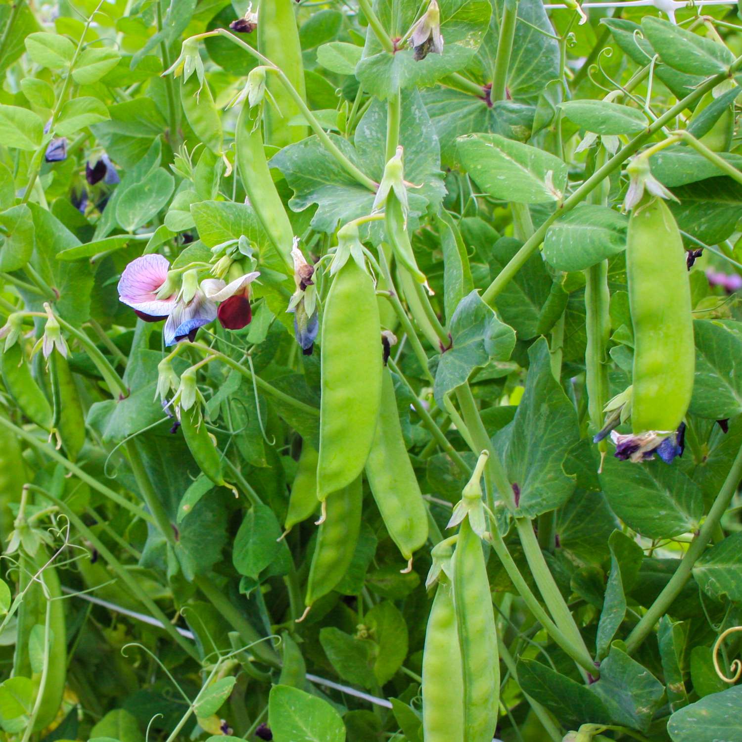 Pois mangetout 'Grijze Roodbloeiende' (graines BIO)